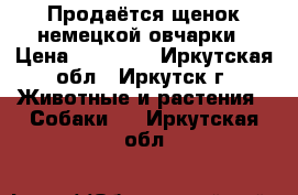 Продаётся щенок немецкой овчарки › Цена ­ 10 000 - Иркутская обл., Иркутск г. Животные и растения » Собаки   . Иркутская обл.